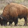 Hitchhiker on Bison