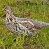 Ruffed Grouse