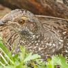 Spruce Grouse