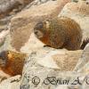 Yellow Bellied Marmots