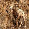 Bignorn Sheep - Jasper NP