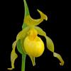 Yellow Lady Slipper - Jasper NP