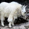 Mountain Goat - Yoho NP