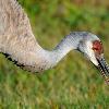 Sandhill Crane Up Close