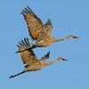 Sandhill Cranes in Flight