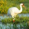 Whooping Crane