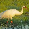 Whooping Crane at Sunrise