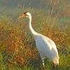 Whooping Crane in the Fog