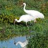 Whooping Cranes