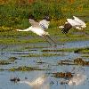 Whooping Cranes Taking Flight