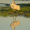 Whooping Crane Preening at Sunrise