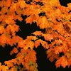 Flaming Maple