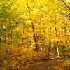 Road Through Northern Highlands State Forest