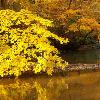 Fallen Maple - Petrifying Springs, Kenosha