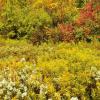 Goldenrods and Fall Color