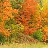 Roadside Color