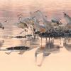 Sandhill Crane Reflections