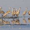 Sandhihll Cranes