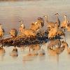 Sandhill Cranes at Sunrise