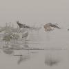 Sandhill Cranes and Fog