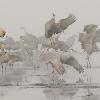 Sandhill Cranes - Foggy Take Off