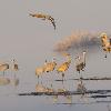 Sandhill Cranes - Sun and Fog