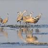 Sandhill Cranes Sunning Themselves