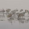 Sandhill Cranes in the Fog