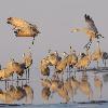 Sandhill Cranes - Make Room For Two More
