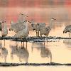 Sandhill Cranes and Reflected Colors
