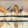 Sandhill Cranes Getting Readyh for Take Off