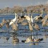Sandhill and Whooping Cranes
