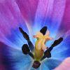 Tulip Close-Up