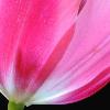 Backlit Tulip