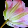 Tulip from a different angle