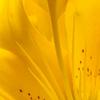 Lily Macro