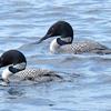 Common Loons - Island lake