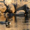 Swimming along the shoreline