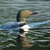 Common Loon at Ontario Lake
