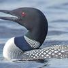 Loon Call