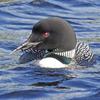 Close-Up frontal view of loon