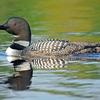 Loon Reflections