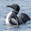 Common Loon Stretching