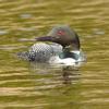 Island Lake Loon