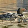 Rock Reflections and Loon