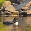 Loon close to shore