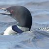 Rough Water Loon