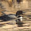 Loon swimming in rock reflections on the water 