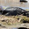 Loon on Nest