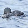 Sleeping Loon